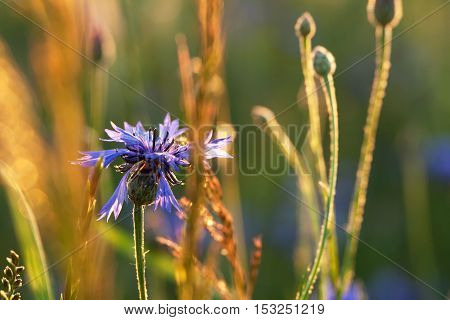 Cornflower On Sunny Meadow