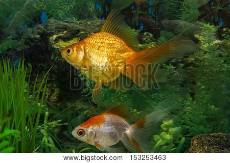 living beautiful aquarium fish in the aquarium