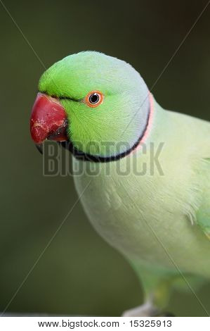 Anel verde papagaio de pescoço