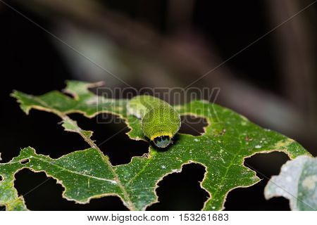 White Dragontail Caterpillar