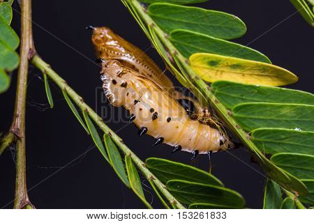 Redspot Jezebel Pupae