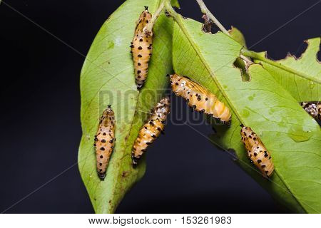 Redspot Jezebel Pupae