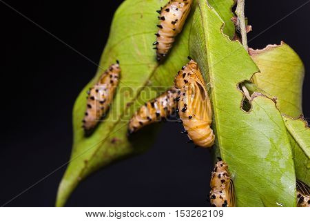 Redspot Jezebel Pupae