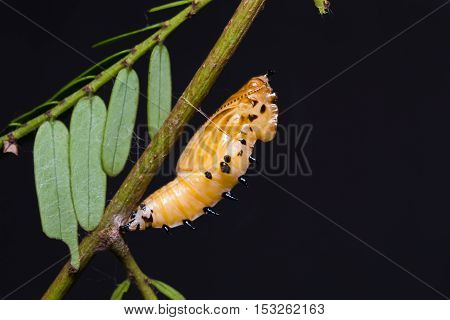Redspot Jezebel Pupa
