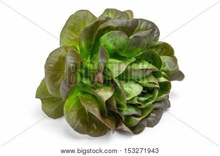 Fresh green lettuce isolated on a white.