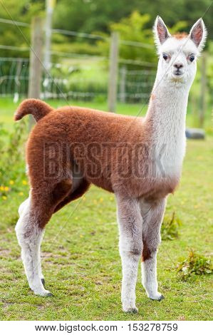 Baby Alpaca Brown And White