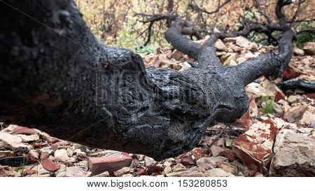 Black tree Halloween scary spooky roots, horror spooky scene