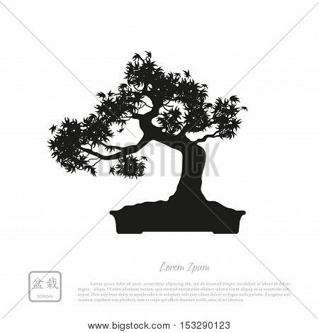 Black silhouette of a bonsai on a white background. Detailed image. Vector illustration