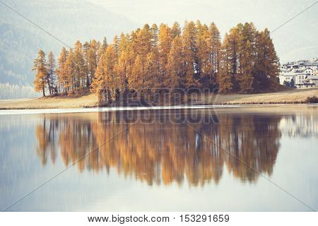 Autumn Larches Are Reflected In Alpine Lake