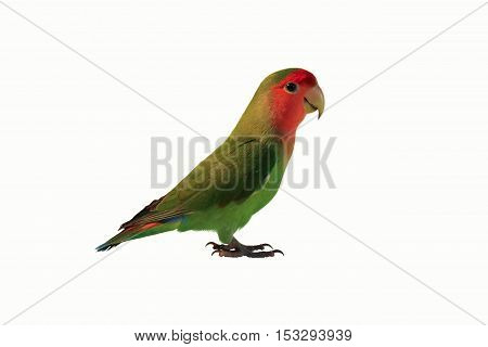 green parrot lovebird on a white background