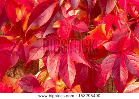 Close-up of red five-leaved ivy (Virginia creeper) foliage on the branch: colorful background