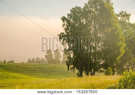 thick morning fog in the summer forest. thick morning fog in the forest at pond. Morning landscape in summer thick fog. dense fog in the morning.  early morning. forest hiding in the fog.