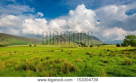 Green meadow in District Lake in England