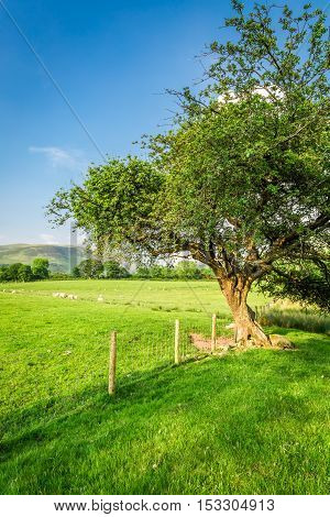 Beautiful Field With Fence In District Lake, England