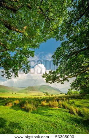 Beautiful Frame Made By Meadow And Big Trees In District Lake, England