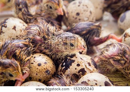 Tiny Quail Chicks That Just Hatched From An Egg