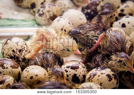 Tiny Quail Chicks That Just Hatched From An Egg