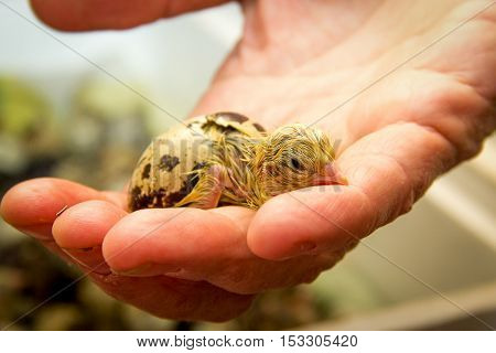 Tiny Quail Chicks That Just Hatched From An Egg