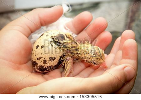 Tiny Quail Chicks That Just Hatched From An Egg