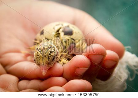 Tiny Quail Chicks That Just Hatched From An Egg