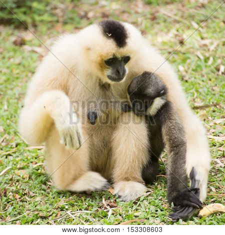 Mother Gibbon and baby child on the garden