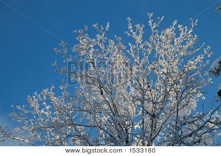 ซันนี่สาขา