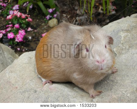 Naamioitu Cavy