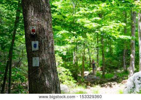 Forrest In Upstate Nyc