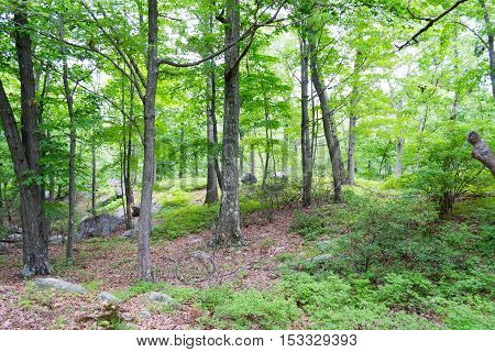 Forrest In Upstate Nyc