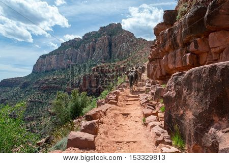 Mules In The Grand Canyon