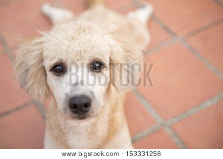 Close up to the eye of sad poodle dogThe eye of dirty poodle dog