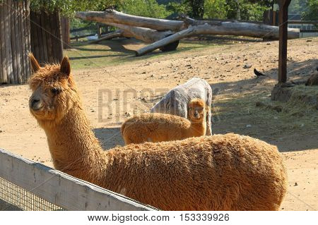 Llama alpaca (Vicugna pacos) focused of front (first) llama by the fence during the sunny day