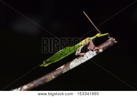Unidentified Leaf Insect