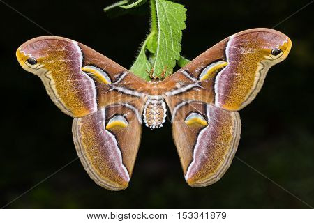Samia Canningi Moth
