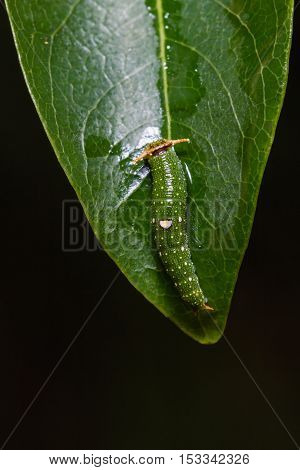 Young Tawny Rajah Caterpillar