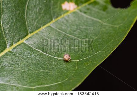 Tawny Rajah Butterfly Egg