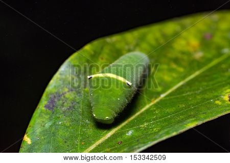 Common Bluebottle Caterpillar