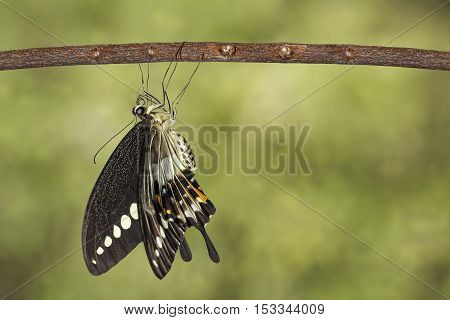 Banded Swallowtail Butterfly (papilio Demolion) Hanging On Twig