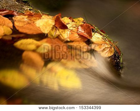 Fallen Colorful Leaves Caught On Boulder In Mountain Stream. Wavy Rapids