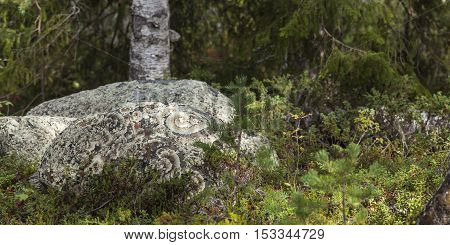 Round stones in the Nordic forests covered of Arctoparmelia centrifuga, lichen.