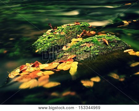 Fallen Colorful Leaves Caught On Boulder In Mountain Stream. Wavy Rapids