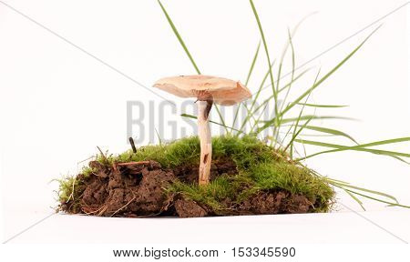 picture of a fresh harvested mushrooms in studio