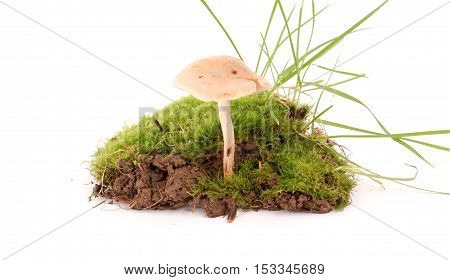 picture of a fresh harvested mushrooms in studio