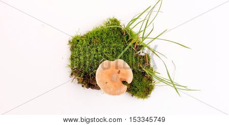 picture of a fresh harvested mushrooms in studio