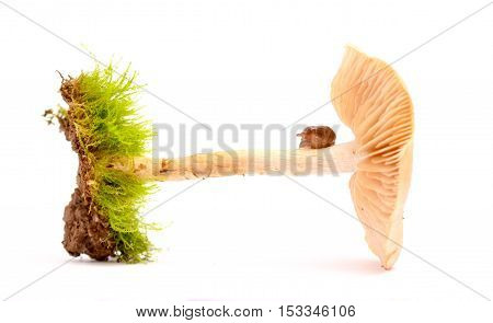 picture of a  snail  on a stem of a fresh harvested mushrooms in studio
