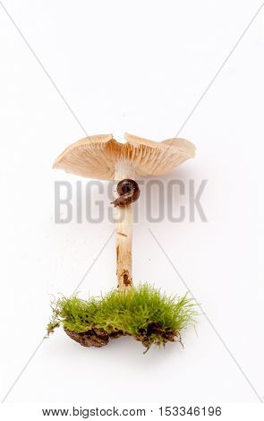 picture of a  snail  on a stem of a fresh harvested mushrooms in studio