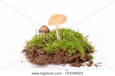 picture of a fresh harvested mushrooms in studio