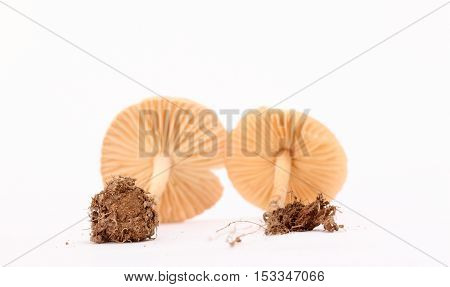 picture of a fresh harvested mushrooms in studio