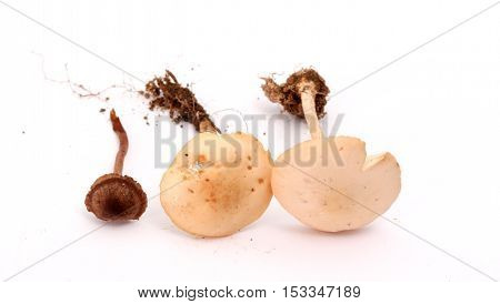 picture of a fresh harvested mushrooms in studio