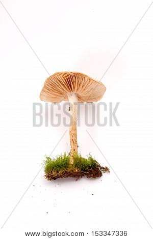 picture of a fresh harvested mushrooms in studio